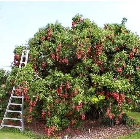 thumbnail for publication: Estimación del costo y la rentabilidad de la producción de lichi (Litchi chinensis) en el centro y sur de Florida
